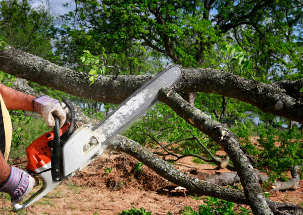 Best Tree Maintenance Programs  in Circle D Kc Estates, TX